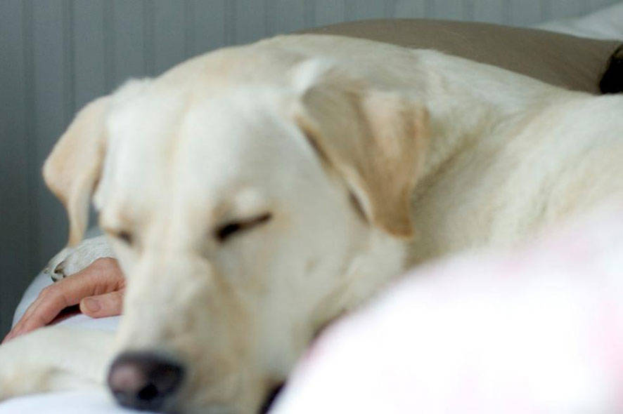 Labrador sleeping on bed with owner